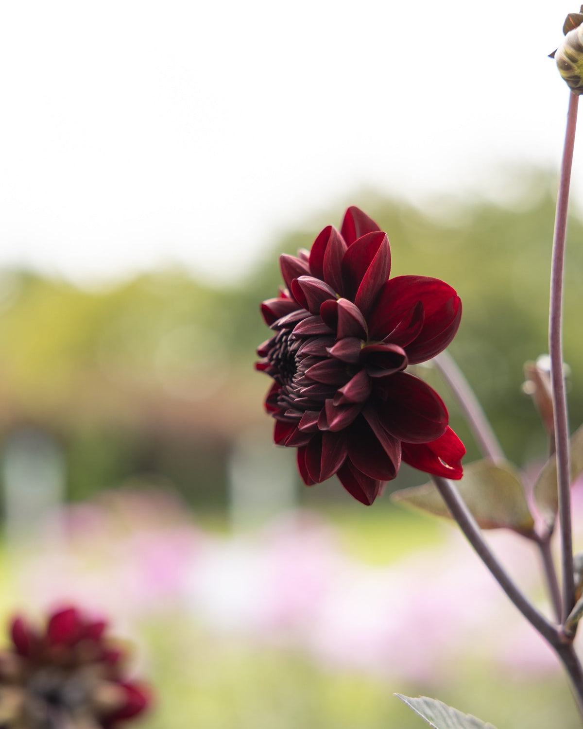 Dahlia Manoa sjokoladebrun georgine med dekorative blomster