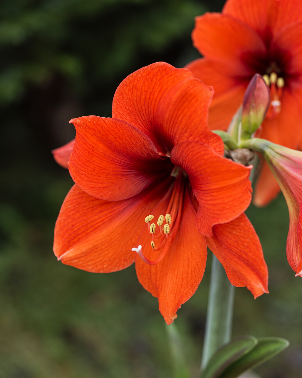 Nærbilde av amaryllis Orange Souvereign med brede, oransjerøde kronblader, mørkt svelg og lyse støvbærere.