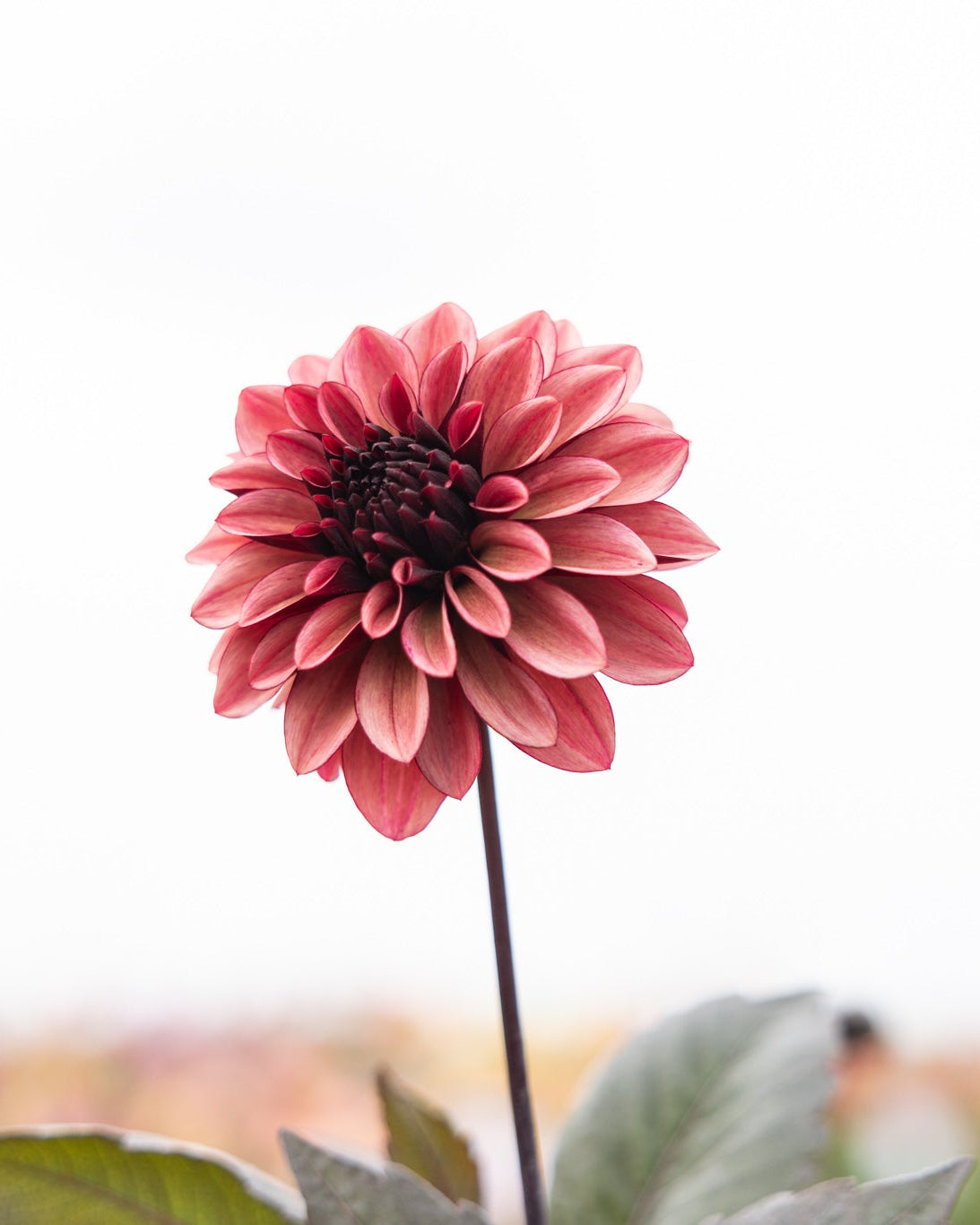 dahlia Night Silence, vakker, burgunderbrun dekorativ