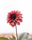 dahlia Night Silence, vakker, burgunderbrun dekorativ