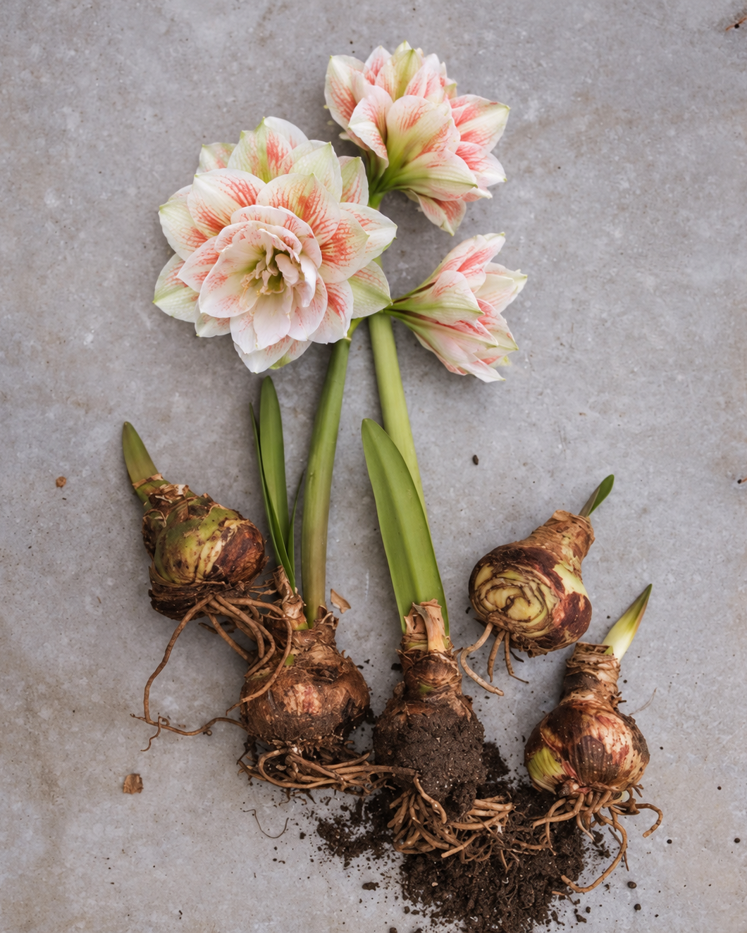 Amaryllis Nymph med store, tett fylte hvite blomster og fine tegninger i lys rødt og korallrosa.