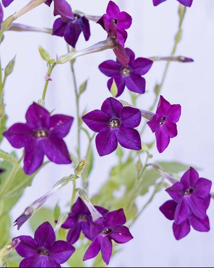 Prydtobakk Perfume Deep Lilac med dyp-lilla stjerne-formede blomster i hagen - Nicotiana alata