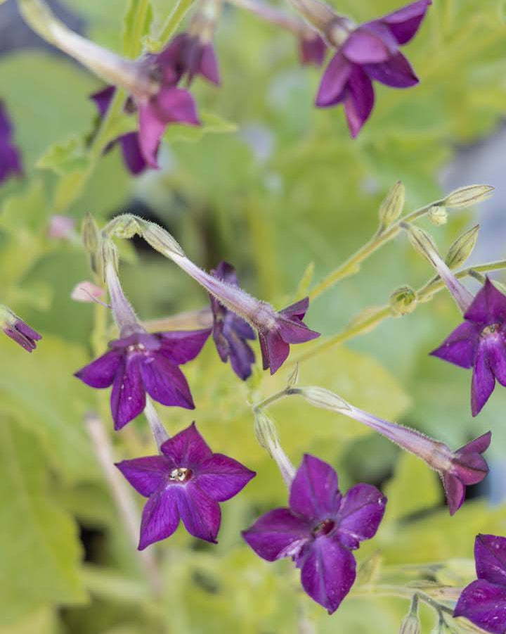 Prydtobakk Perfume Deep Lilac blomster på opprette stengler - insektsvennlig hageblomst