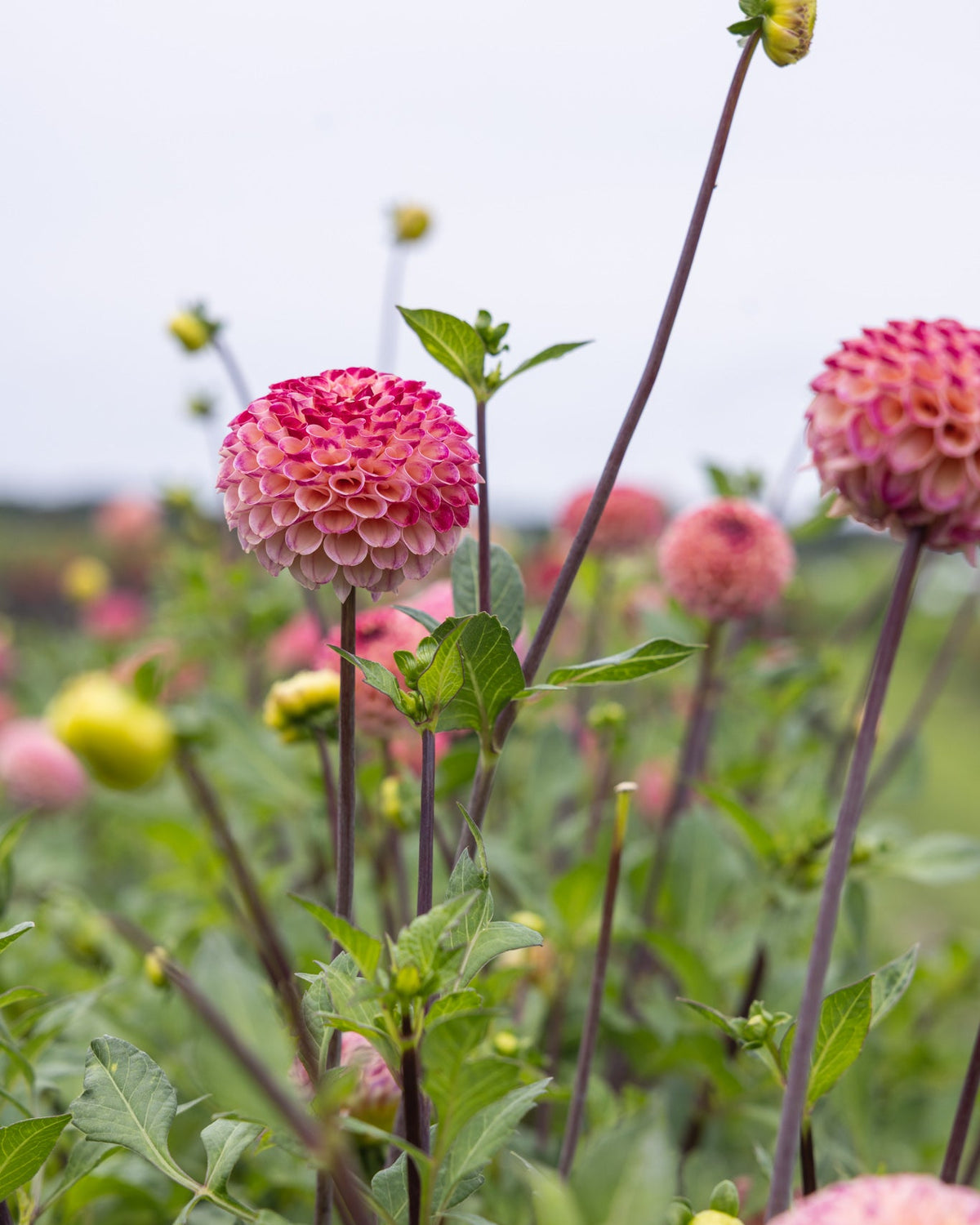 Ping Pong dahlia knoll med perfekt runde pompon-blomster
