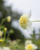 georgine platinum Blonde, anemoneblomstrende på lange stengler