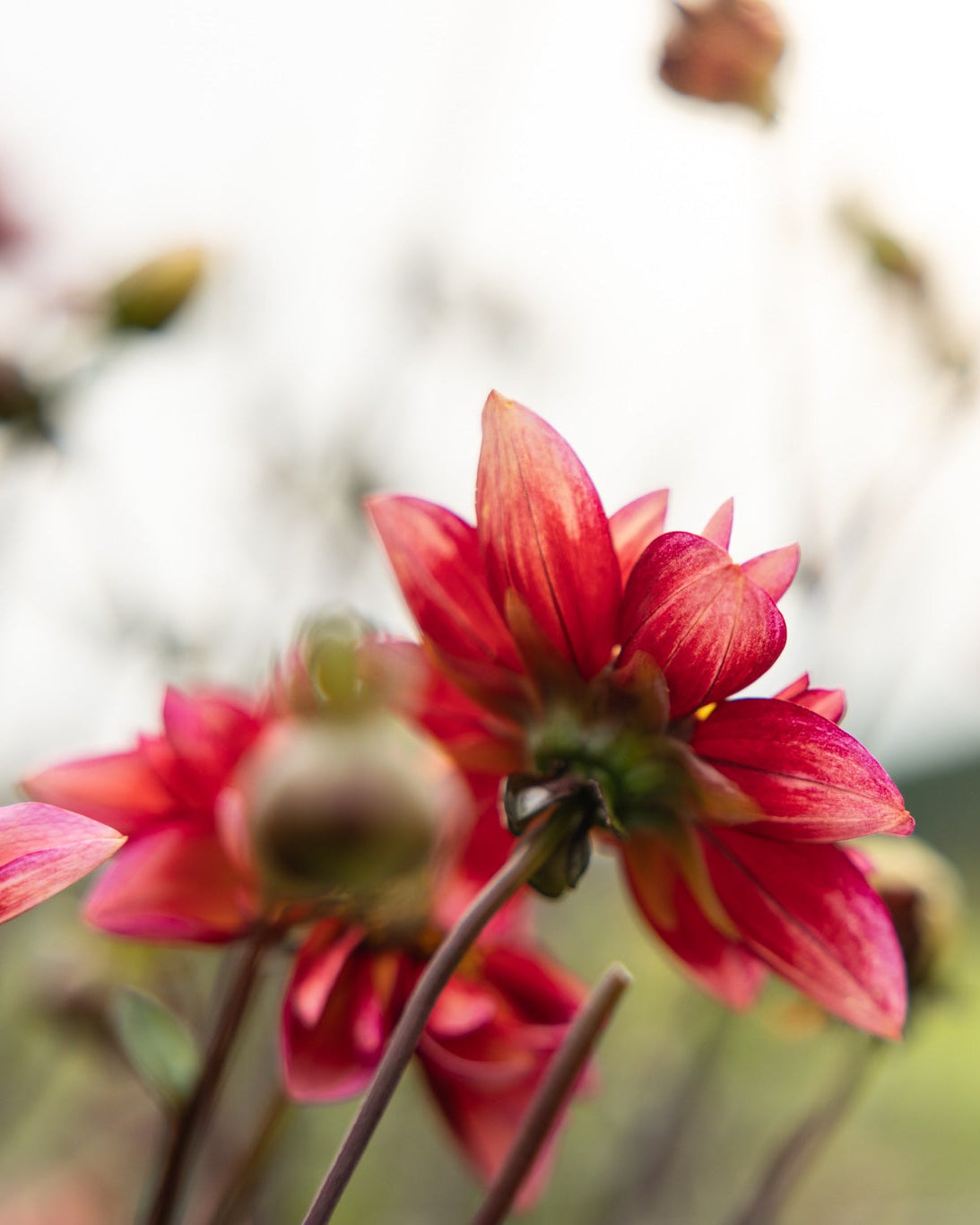 Dahlia Princess Nadine, anemoneblomstrende som ser ut som en collarette