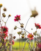 georginen Princess Nadine med viltre stengler og luftige blomster