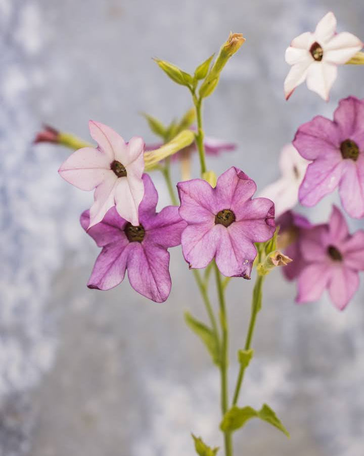 Prydtobakk Perfume Blue plante med luftige klaser av duftende lavendelblå blomster