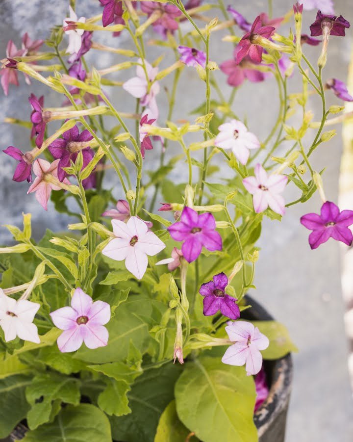 Prydtobakk Perfume Blue blomster på opprette stengler - insektsvennlig hageblomst