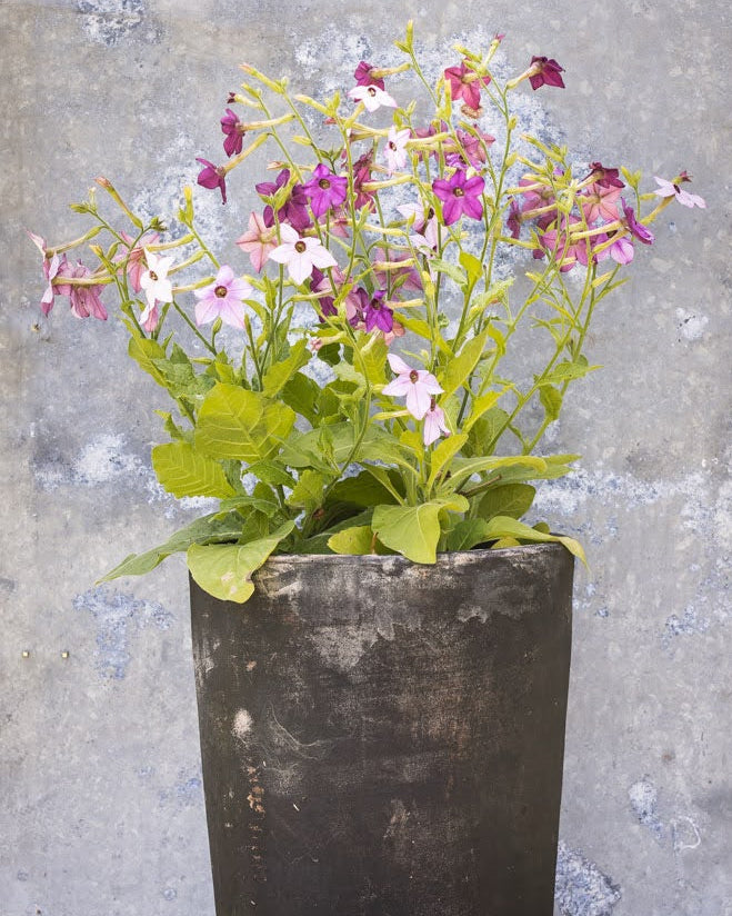 Prydtobakk Perfume Blue med lavendelblå stjerne-formede blomster i hagen - Nicotiana alata