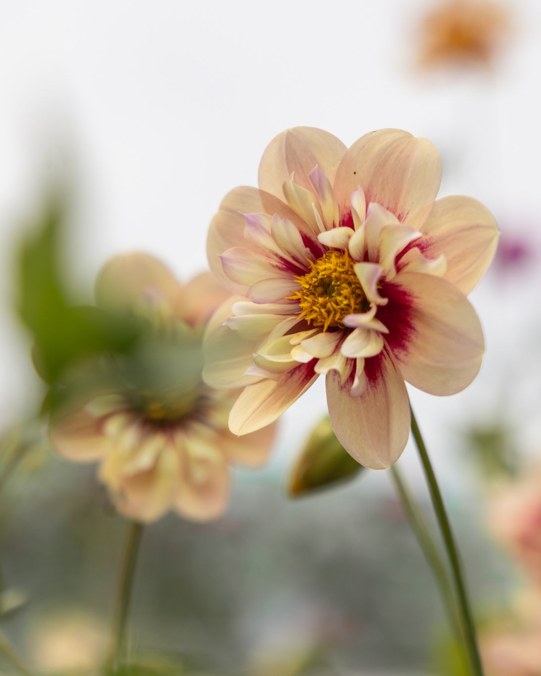 Dekorativ collarette-georgine Rhubarb & Custard i gyllen bronse og rubin