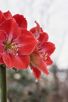 Amaryllis Magical Touch med brede, avrundede kronblader i dyprødt, innrammet av en lysende hvit kant.