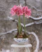 Amaryllis Sweet Nymph med doble, rosa blomster og mange kronblader som gir et fyldig uttrykk.
