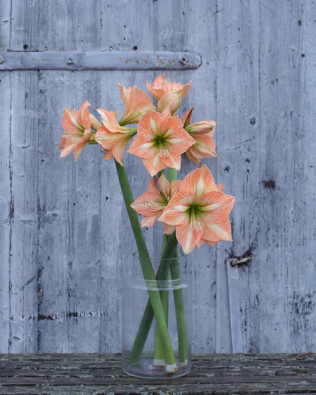 Amaryllis Naomi med myke overganger mellom rosa, aprikos og lysere partier i kronbladene.