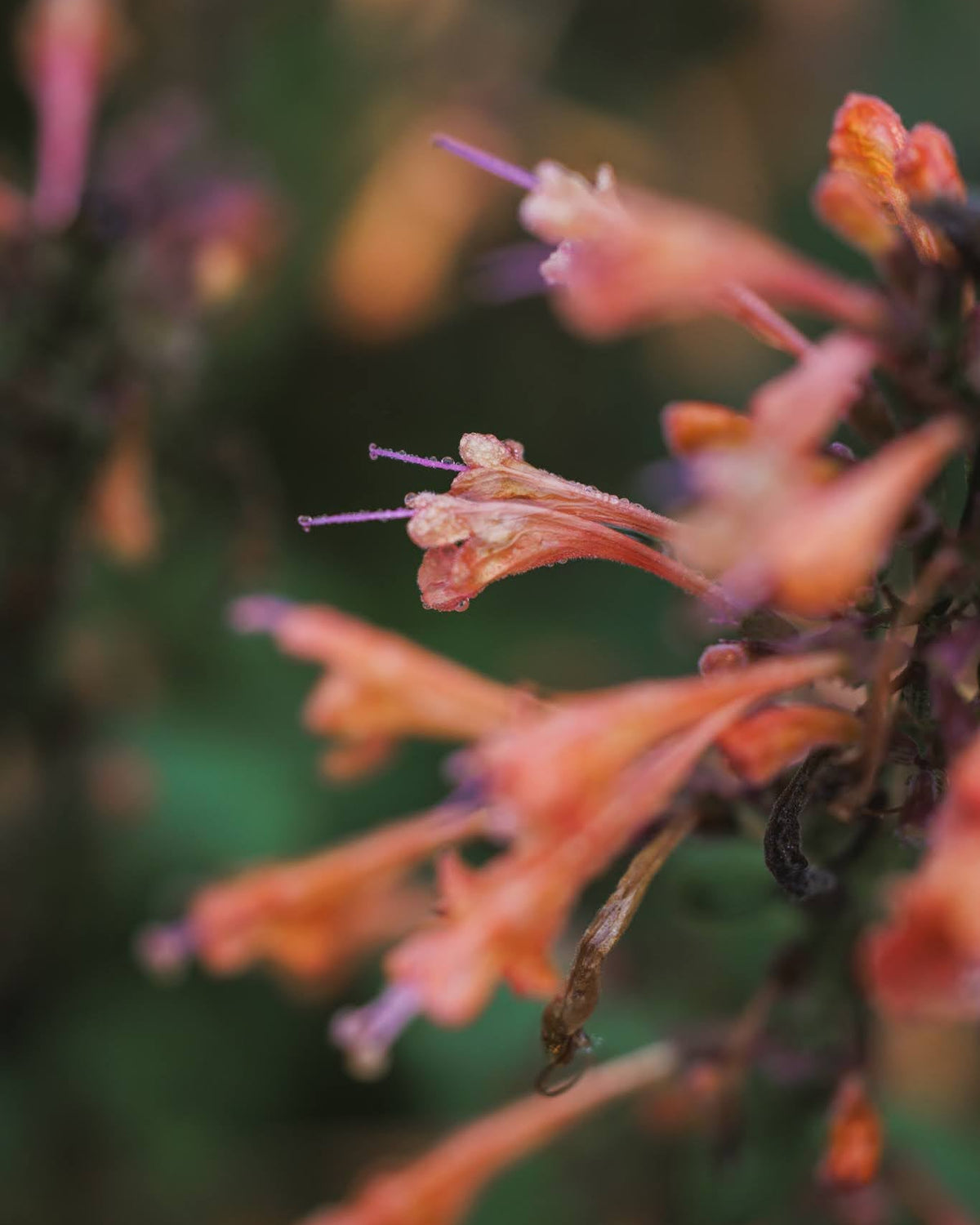Anisisop Arizona Sandstone med varme aprikos-korall blomsteraks