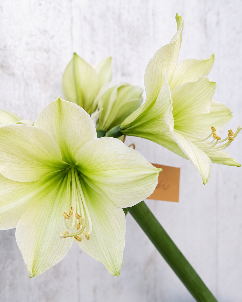 Amaryllis Lemon Star med store, kremgule blomster og en tydelig limegrønn stjerne i midten.