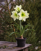 Amaryllis Lemon Star med brede, lysegule kronblader og limegrønne tegninger som strekker seg fra midten og utover.