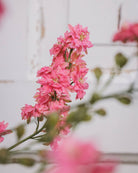 Sommerriddersporer i full blomst med rosa-lilla blomster - Blomsterhagen