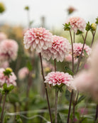 Dekorativ georgine Strawberry Cream med fyldige blomster penslet i rosa og rødt