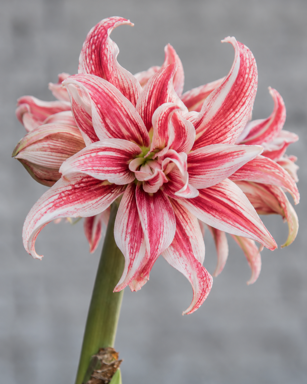 Amaryllis Doublet med smale, spisse kronblader i rødt og hvitt som gir de fylte blomstene et spideraktig uttrykk.