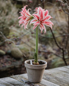 Amaryllis Doublet med store, doble blomster i dyprødt og hvite striper, strøk og flekker på kronbladene.