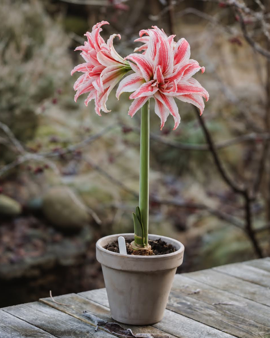Amaryllis Doublet med store, doble blomster i dyprødt og hvite striper, strøk og flekker på kronbladene.