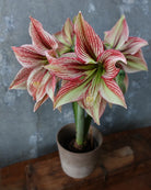 Amaryllis Exotic Star med regelmessige, røde tegninger som danner et grafisk mønster på hvite og grønne kronblader.