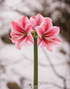Amaryllis Gervase med brede, rosa kronblader og et variert fargespill av røde striper og bringebærrosa penselstrøk.