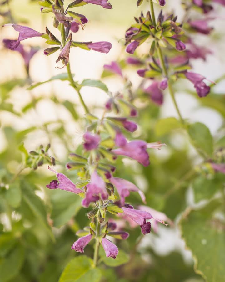 Rødsalvie Summer Jewel Lavender med lavendelblå blomster - Blomsterhagen