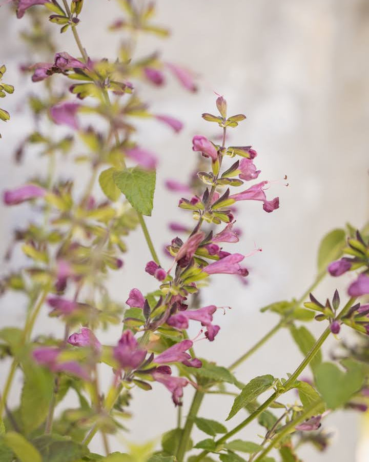 Rødsalvie Summer Jewel Lavender planter i hagen - med luftige aks