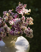 Løvemunn Twinny Orchid med dobbeltblomstrete blomster i orkidélilla farge