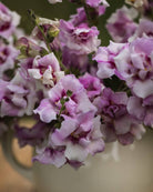 Løvemunn Twinny Orchid med tette blomsterstilker i orkidélilla
