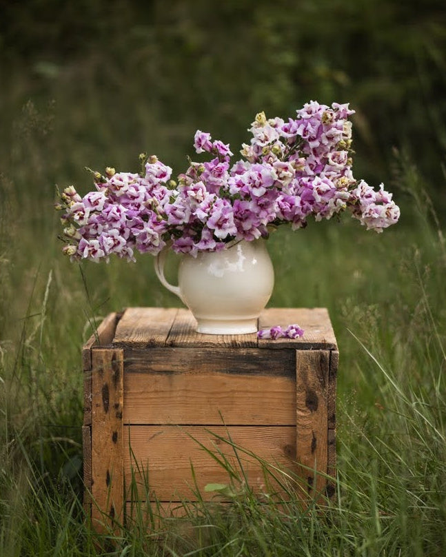 Løvemunn Twinny Orchid med unike fylte blomster og kompakt vekst