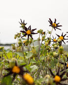 Veronne's Obsidian dahlia knoll stramt stjerneformet med grafisk uttrykk
