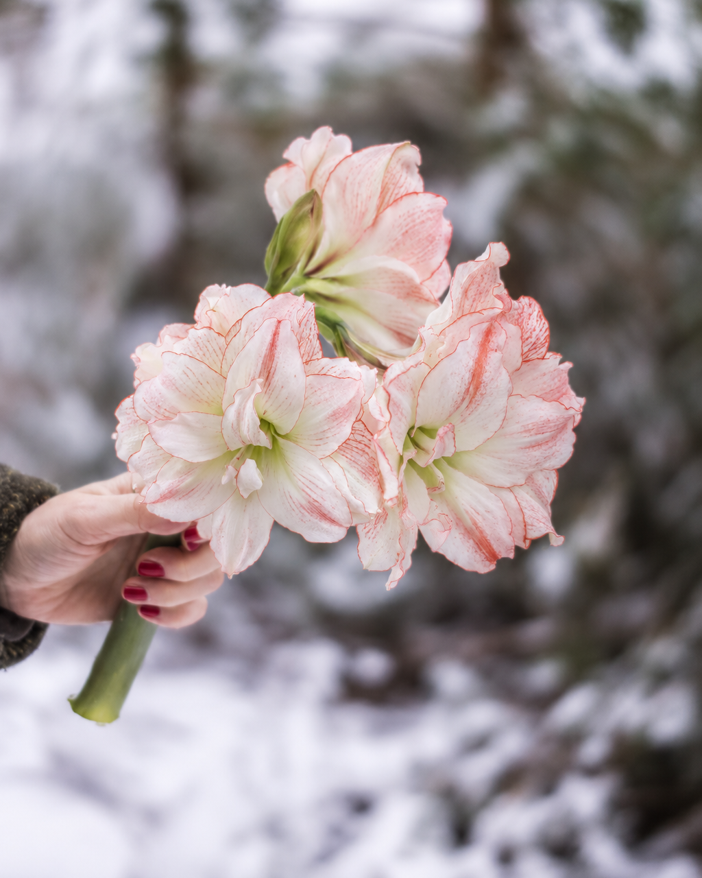 Amaryllis Aphrodite med fylte blomster i hvitt og mørkere rosa kanter rundt kronbladene.