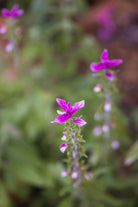 Dusksalvie Say So Rose - Salvia viridis med vakre rosa blomsteraks