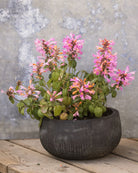 Anisisop Arizona Sunset frø - Agastache med duftende blader og dramatiske farger