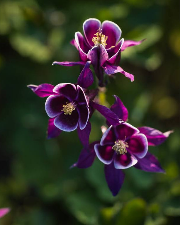 Nærbilde av Akeleie Winky Purple White sine grasiøse, nikkende blomster