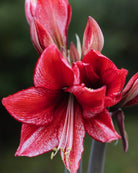 Amaryllis Charisma med store, enkle blomster og julerøde tegninger på hvit bunn.
