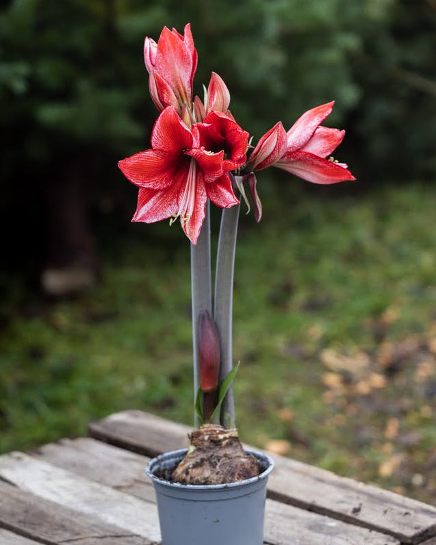Amaryllis Charisma med velformede blomster i klassisk rødt og hvitt, med varierende innslag av hvit bunnfarge.