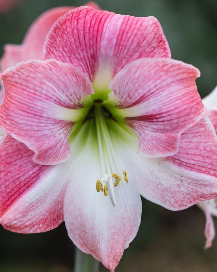 Amaryllis Apple Blossom med traktformede blomster og varierende rosa tegninger på hvit bunn.