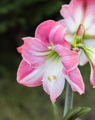 Amaryllis Apple Blossom med brede, avrundede kronblader i hvitt og sart rosa.