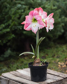 Amaryllis Apple Blossom med store, hvite blomster, myke rosa penselstrøk og et gulgrønt svelg.