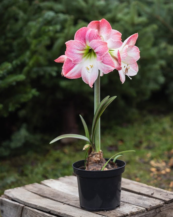 Amaryllis Apple Blossom med store, hvite blomster, myke rosa penselstrøk og et gulgrønt svelg.