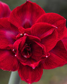 Amaryllis Velvet Nymph med mange overlappende kronblader som danner runde, tett fylte blomster.