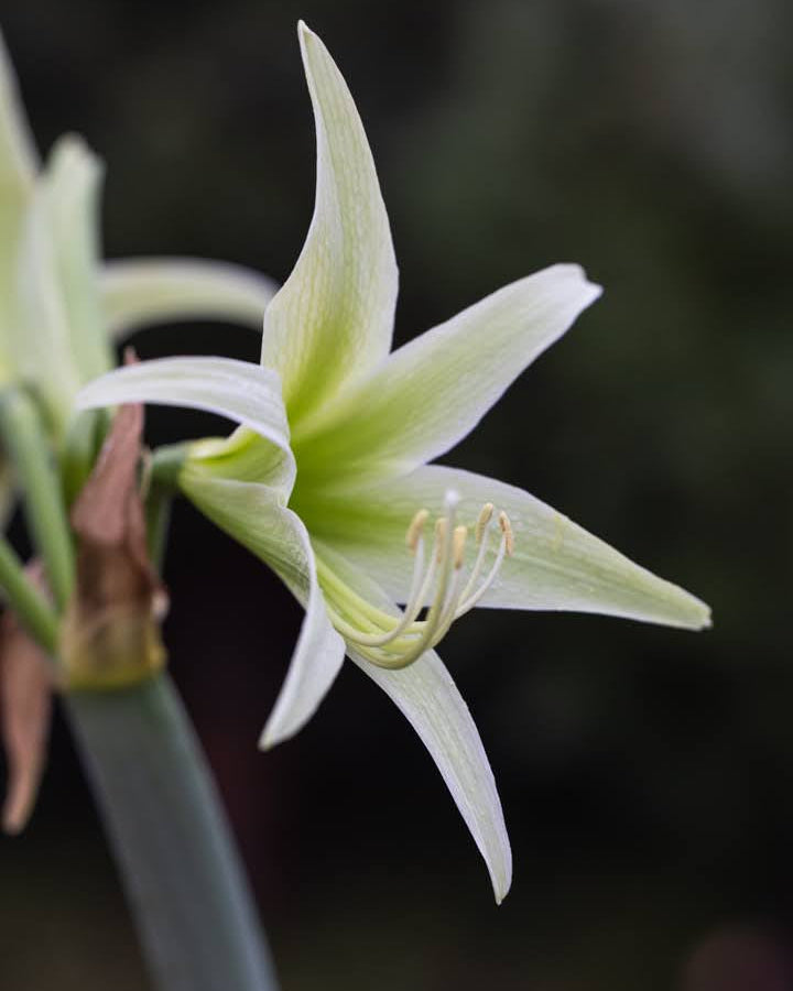 Cybisteramaryllis Evergreen med lyse, kremgule blomster og tydelige limegrønne nyanser innerst i blomsten.