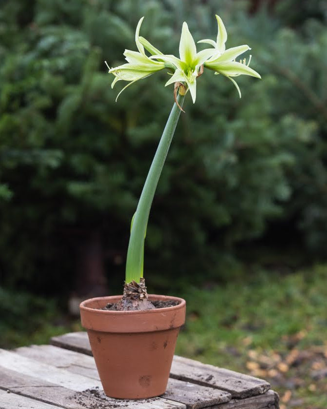 Amaryllis Evergreen med smale, spindelaktige kronblader i lys kremgul og limegrønn.