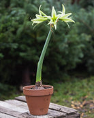 Amaryllis Evergreen med smale, spindelaktige kronblader i lys kremgul og limegrønn.