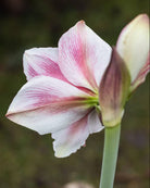 Amaryllis Pink Beauty med trompetformede blomster og dyprosa tegninger på hvit bunn.