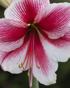 Amaryllis Pink Beauty med hvite kronblader og kraftige rosa striper som danner et stjernemønster.
